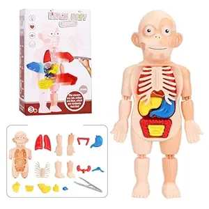 Human anatomy model for kids