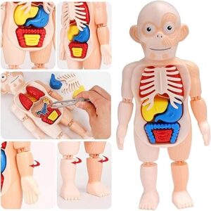 Human anatomy model for kids