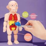 Human anatomy model for kids