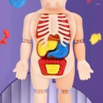 Human anatomy model for kids