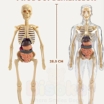 Human Body