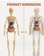 Human Body