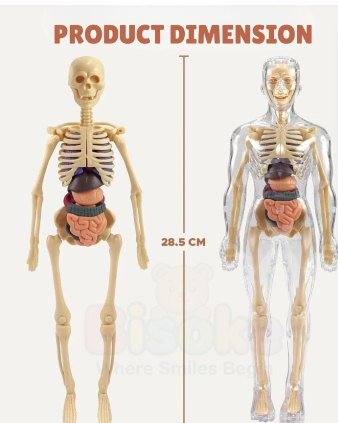 2026/09/1000359503.png Human Body - Image 1