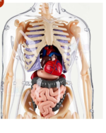 Human Body - Image 5