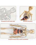 Human Body - Image 4