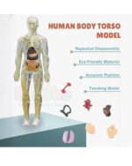 Human Body - Image 2